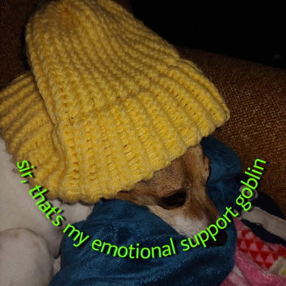 Meet your Posher, Sierra - Picture 1 of 1